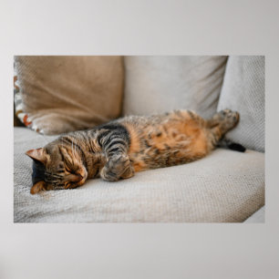 Poster Cinza Negra Coca-Cola Laranja Dormindo Gato