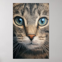 Cinza por armação de gato