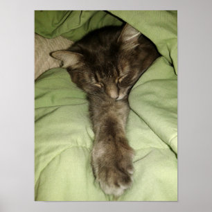 Poster Cinza que dorme num cobertor verde