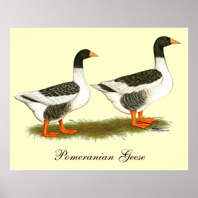 Póster Cinza Saddleback Geese (Frente)