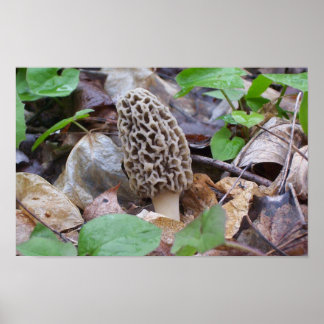 Póster Cinza solitária Morel Mushroom