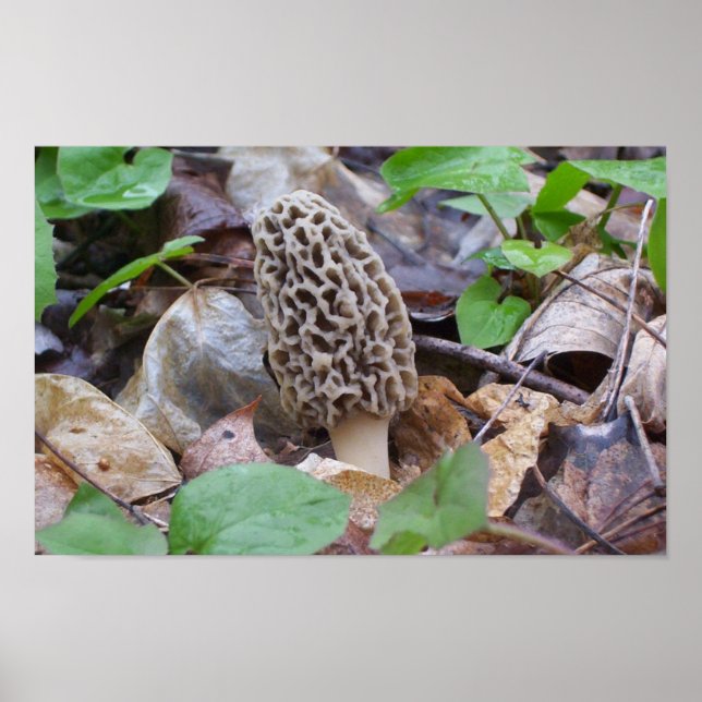 Póster Cinza solitária Morel Mushroom (Frente)
