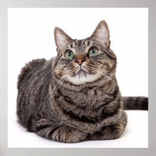 Poster Cinza Tabby Cat