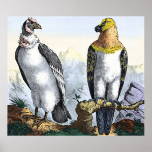 Poster Cinza White Condor Yellow Black Eagle