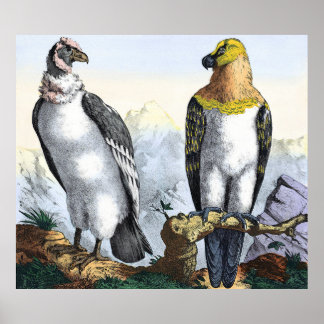 Poster Cinza White Condor Yellow Black Eagle