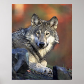 Poster Cinza Wolf