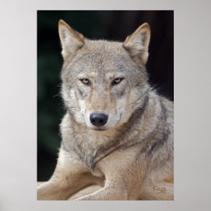 Póster Cinza Wolf