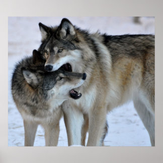 Póster Cinza Wolf
