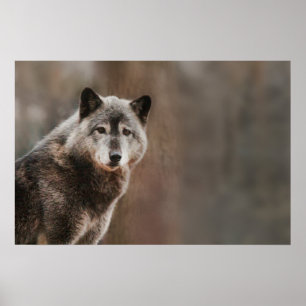Poster Cinza Wolf