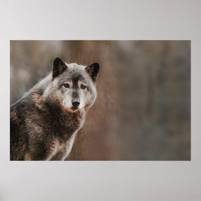 Poster Cinza Wolf (Frente)