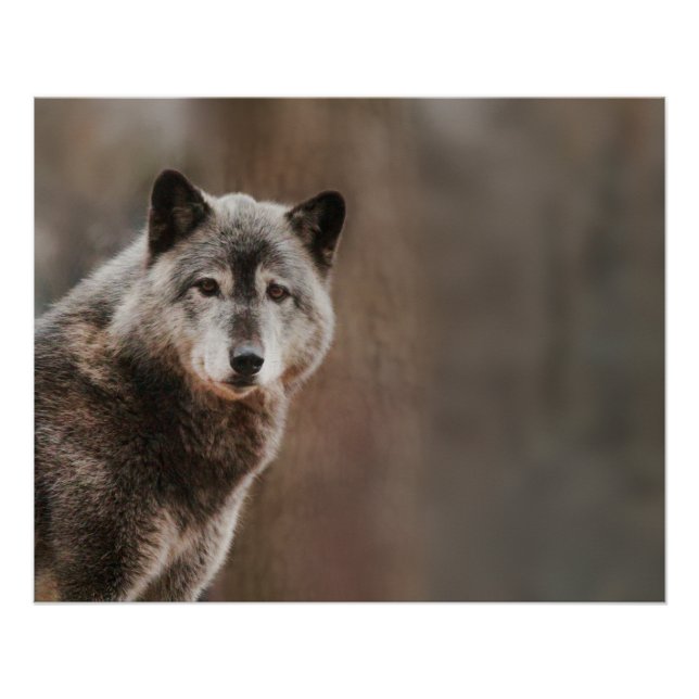 Póster Cinza Wolf Glossy (Frente)