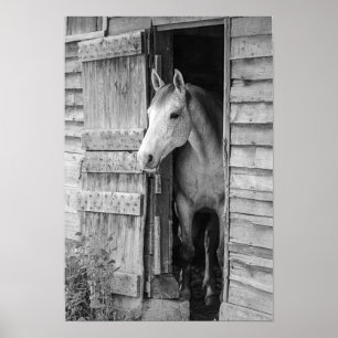 Poster Cinzas são Cavalo e Celeiro