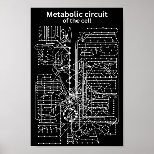 Poster Circuito metabólico da célula