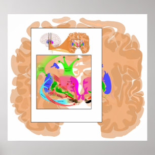 Póster Circuitos da peça dos gânglio básicos da carta 