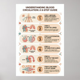 Poster Circulação Sanguínea Humana: Um Guia Educacional d