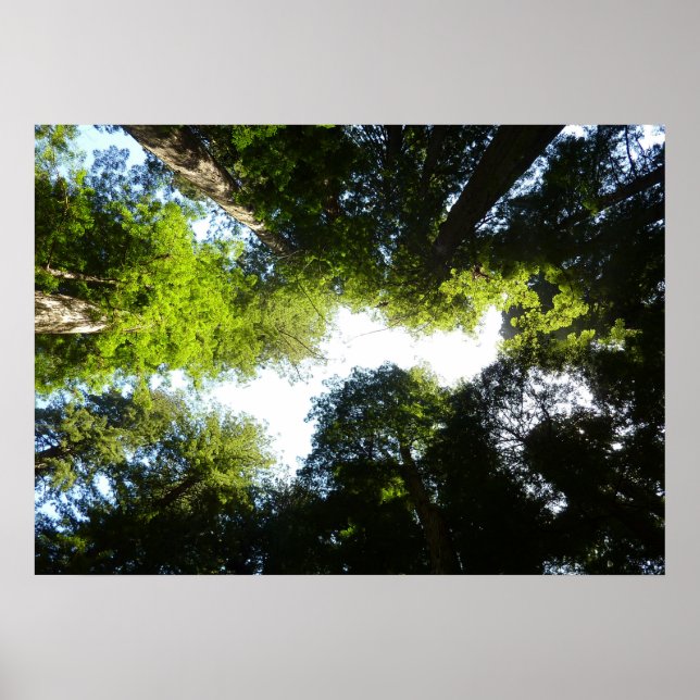 Poster Círculo de Árvores Redwood no Parque Nacional Redw (Frente)