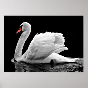 Poster Cisne