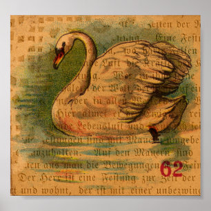 Póster Cisne