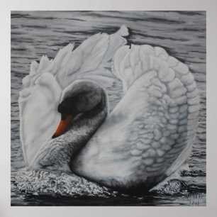 Poster Cisne