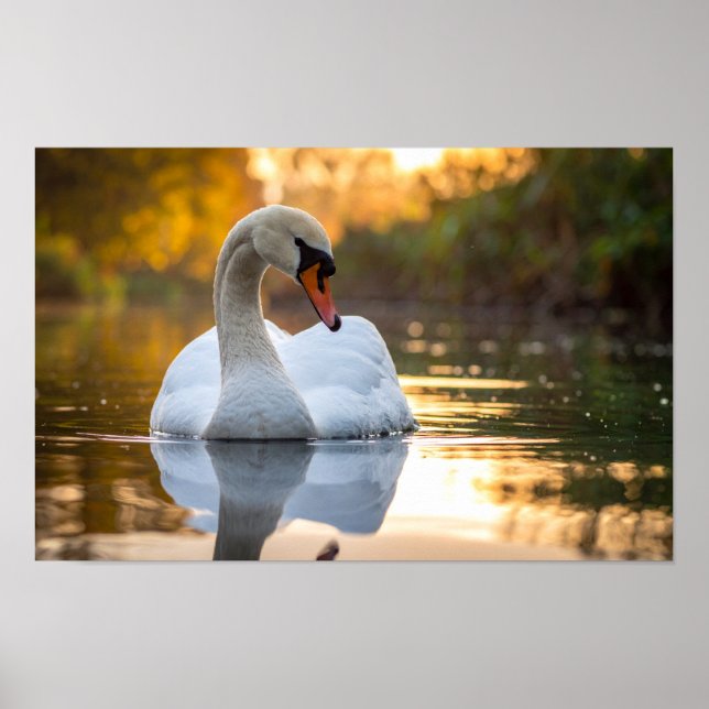 Poster cisne (Frente)