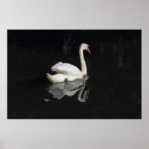 Poster Cisne