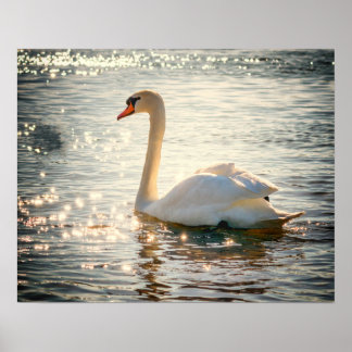 Poster Cisne