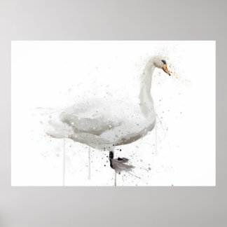 Poster Cisne