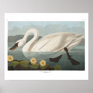 Póster Cisne americana comum de Audubon