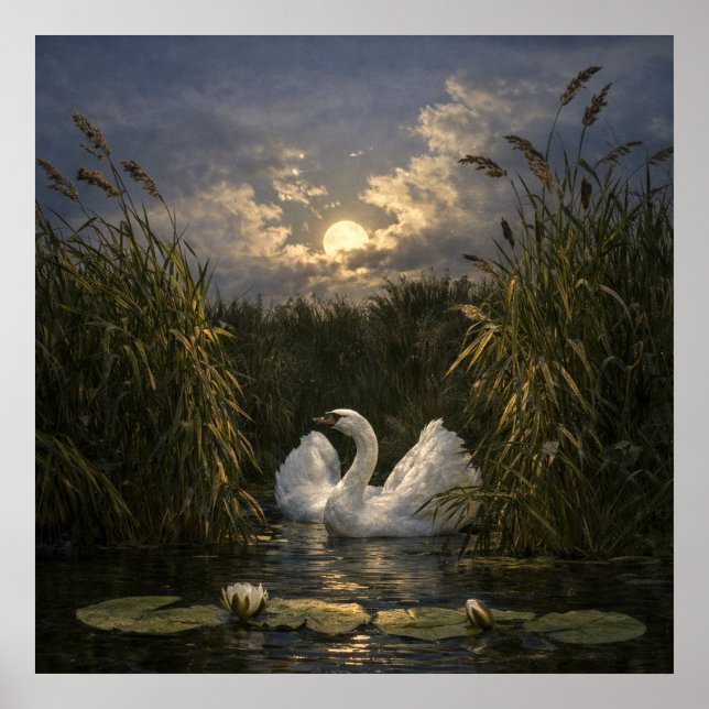 Poster Cisne ao Luar (Frente)
