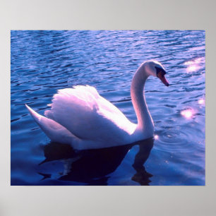 Poster Cisne bonita no lago