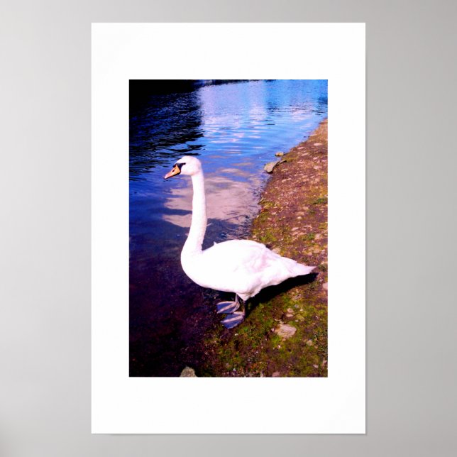Póster Cisne branco (Frente)