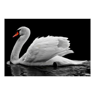 Póster Cisne Branco no Lago