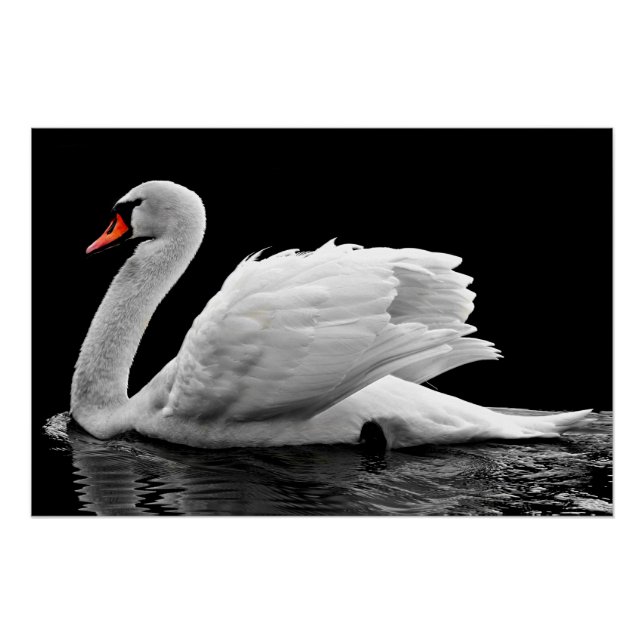 Póster Cisne Branco no lago (Frente)