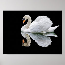 Poster Cisne branco sobre fundo preto