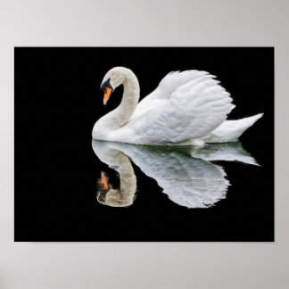 Poster Cisne branco sobre fundo preto