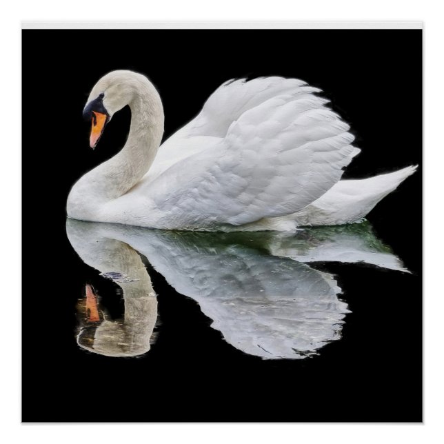 Póster Cisne branco sobre fundo preto (Frente)