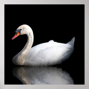 Poster Cisne branco sobre preto