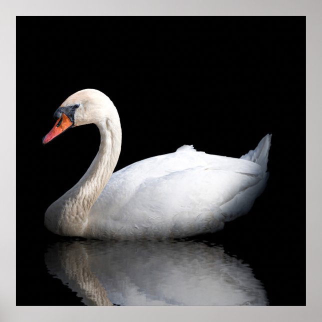 Poster Cisne branco sobre preto (Frente)