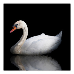 Póster Cisne branco sobre preto