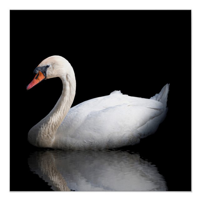 Póster Cisne branco sobre preto (Frente)