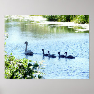 Poster Cisne com os Cygnets no rio