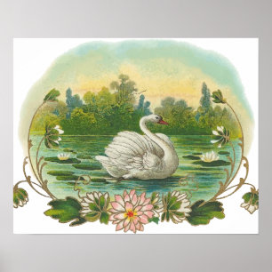 Póster Cisne da natação
