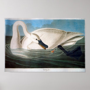 Poster Cisne de trompetista, John James Audubon