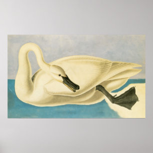 Poster Cisne de trompetista por John James Audubon,