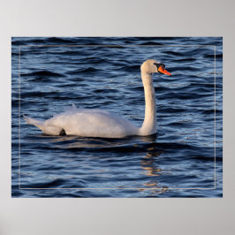 Poster Cisne e água azul