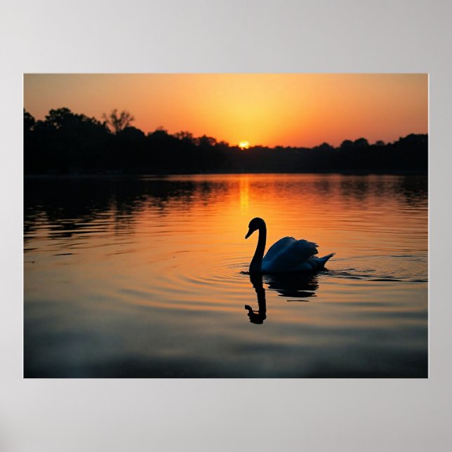 Poster Cisne em um lago, fotografia pitoresca, (Frente)