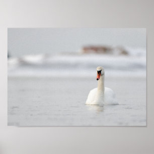 Poster Cisne em um pôster de paisagem marinha congelada