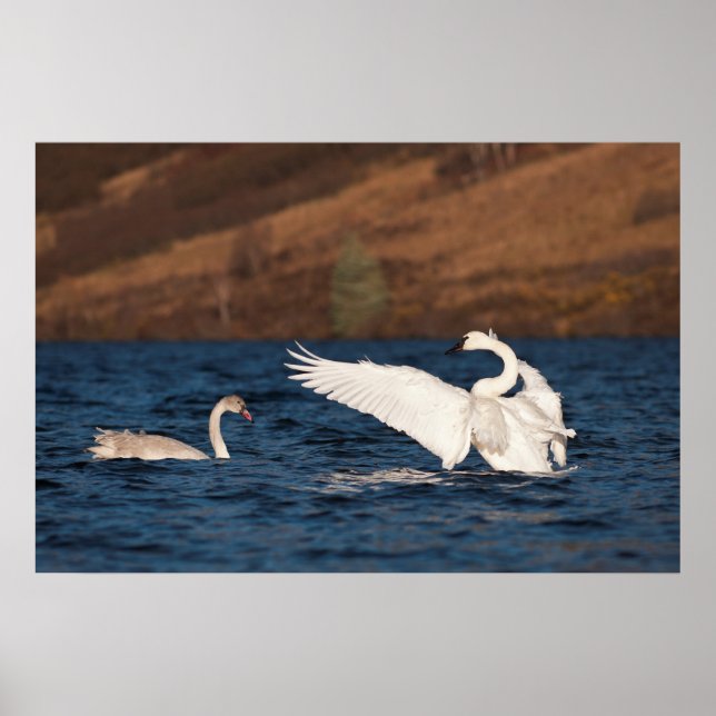 Poster Cisne Flapping (Frente)