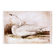 Cisne inteiro (cygnus cygnus) 1835, Lear, Edward