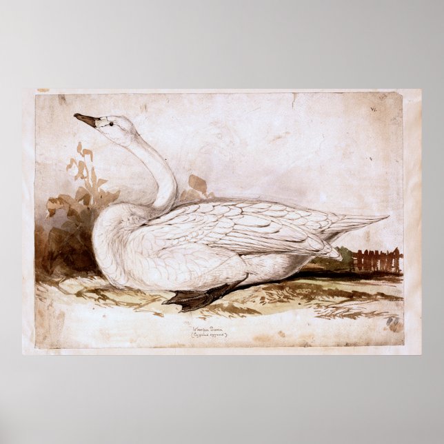 Poster Cisne inteiro (cygnus cygnus) 1835, Lear, Edward (Frente)